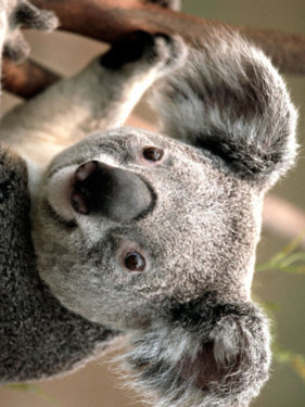 koala[[_90_]].jpg